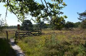 de Cartierheide