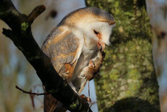 Topvogel